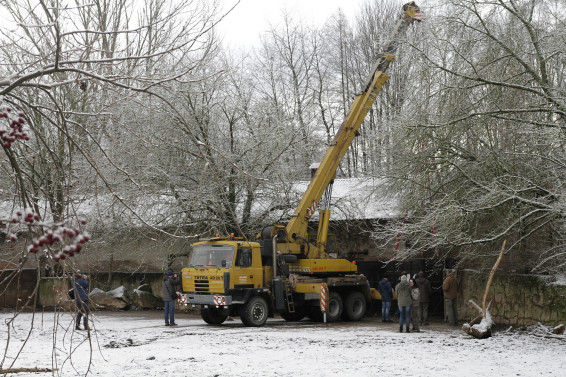 Peprava samice nosoroce blho do dvorsk zoo